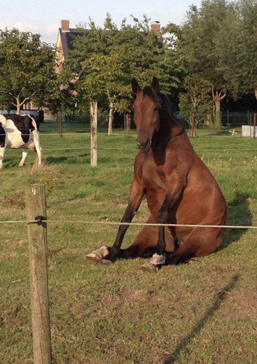 Have you seen a horse sitting on his butt? now you did