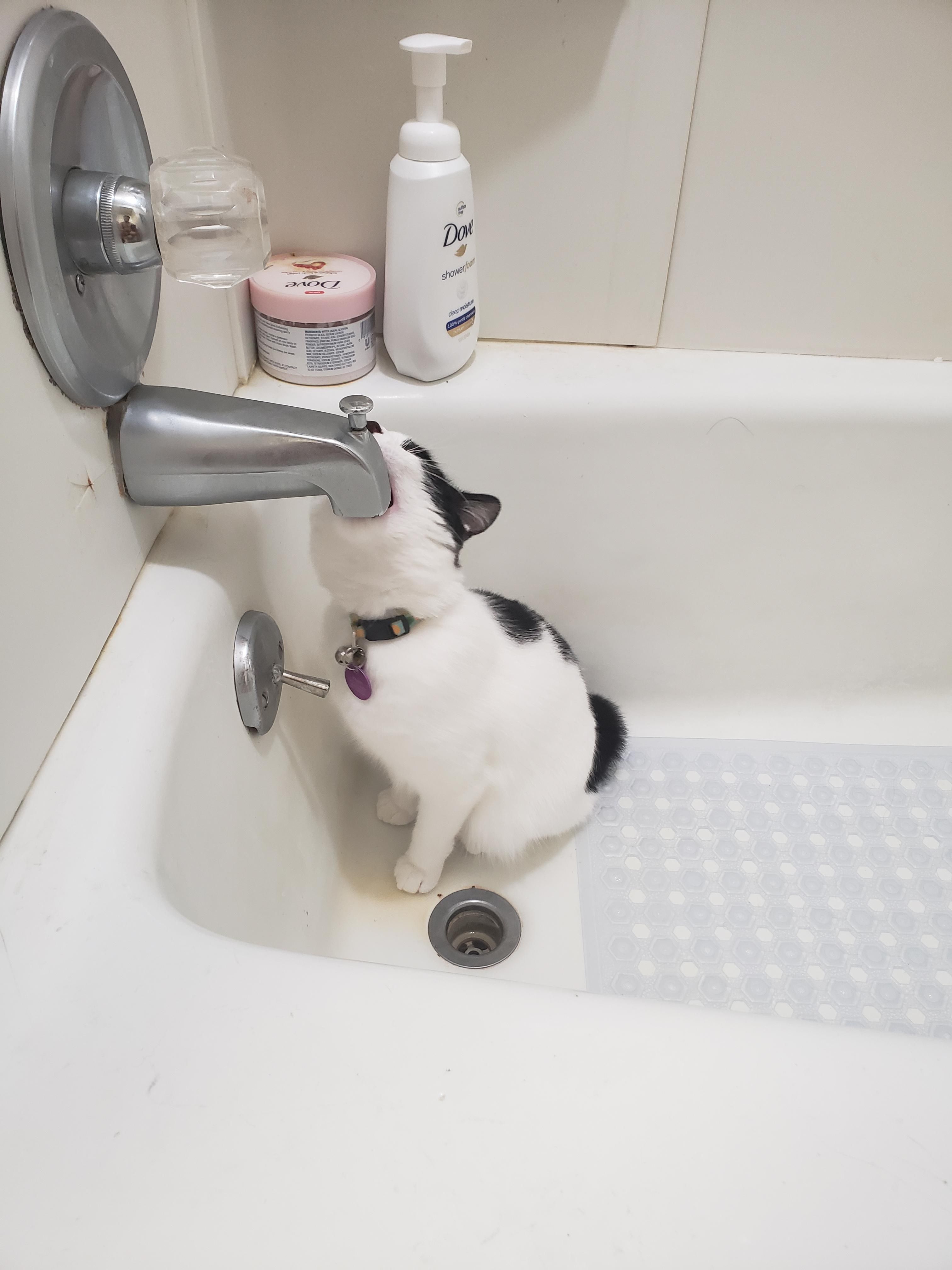 Sometimes my cat tries to deep throat the shower faucet