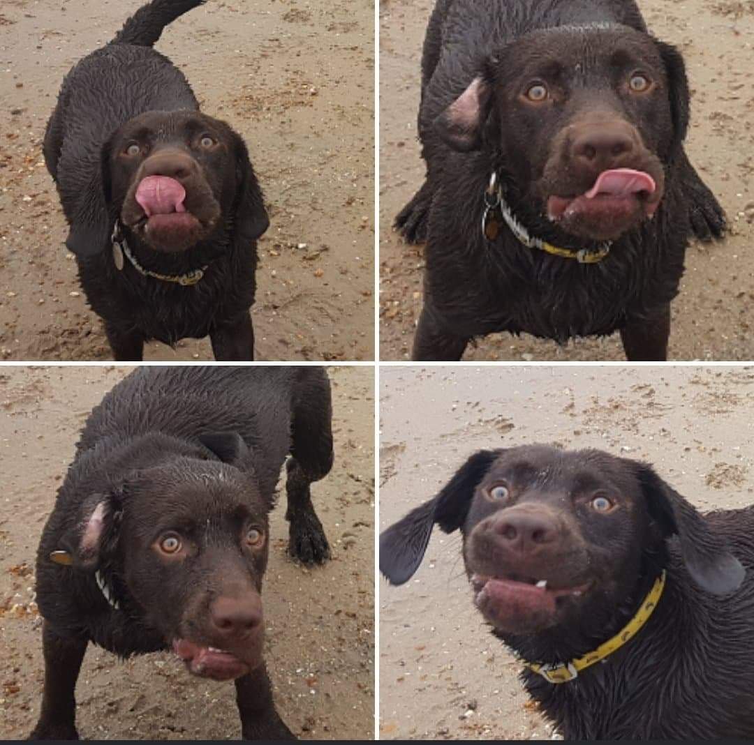 A moodboard of my very photogenic dog at the beach