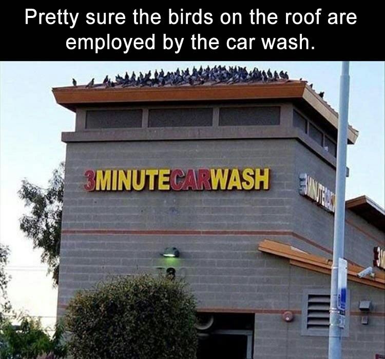 Bird:Time to wash your car