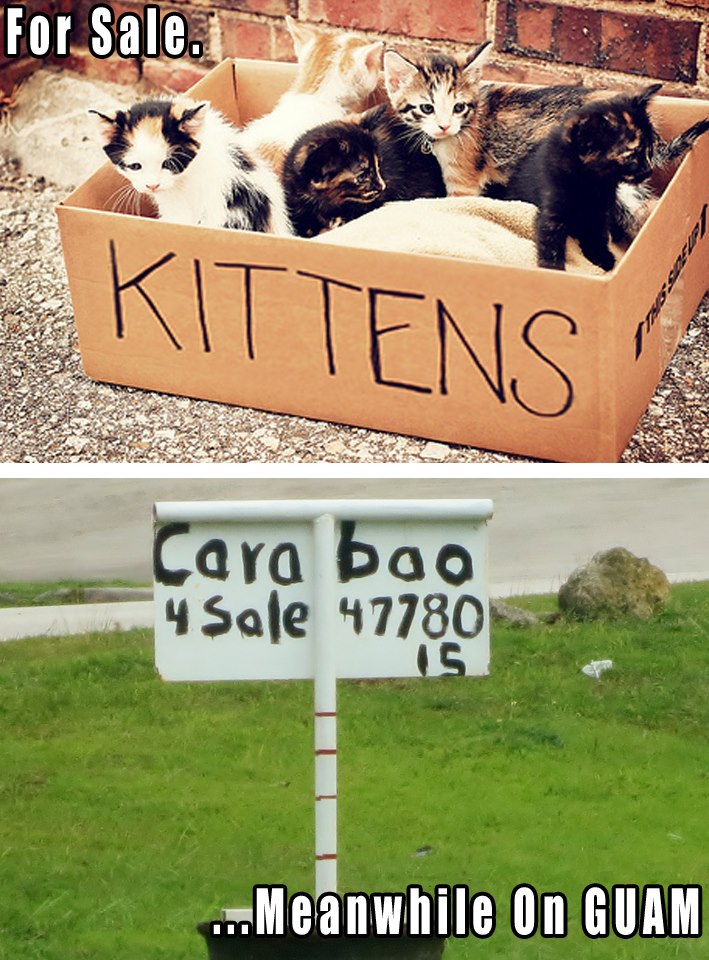 Because kittens are too mainstream!