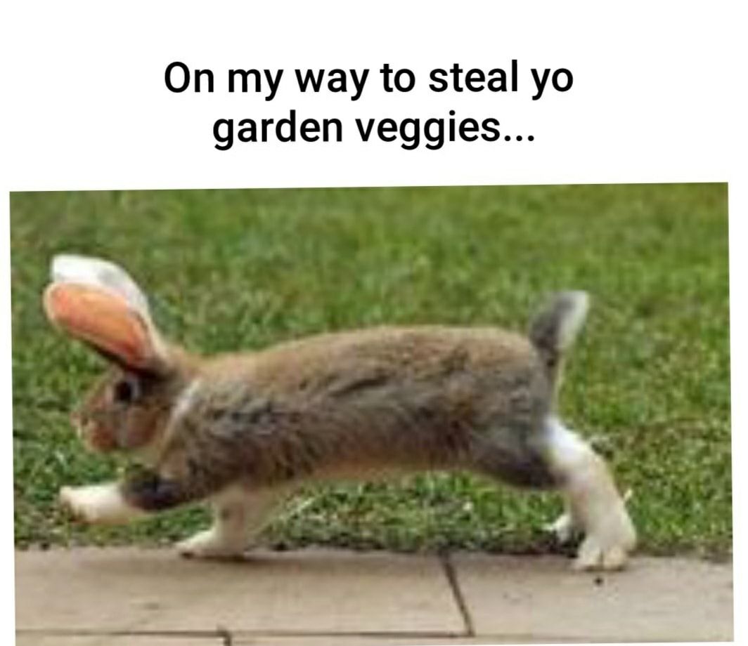 Mr. Steal your veggies