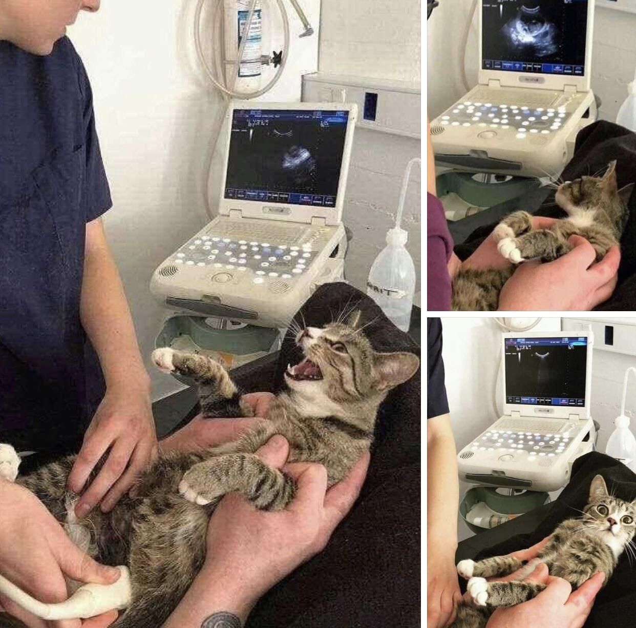 Cat shocked it is pregnant