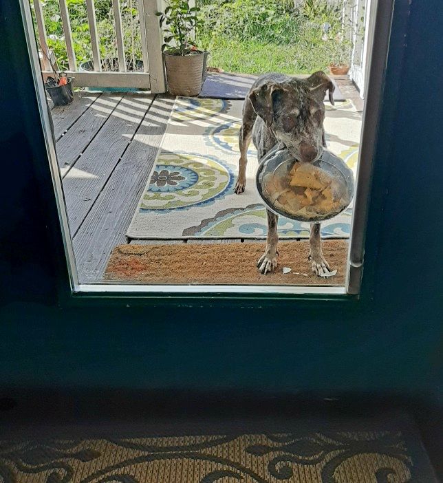 My dog escaped. Showed up at the front door with unopened nachos.