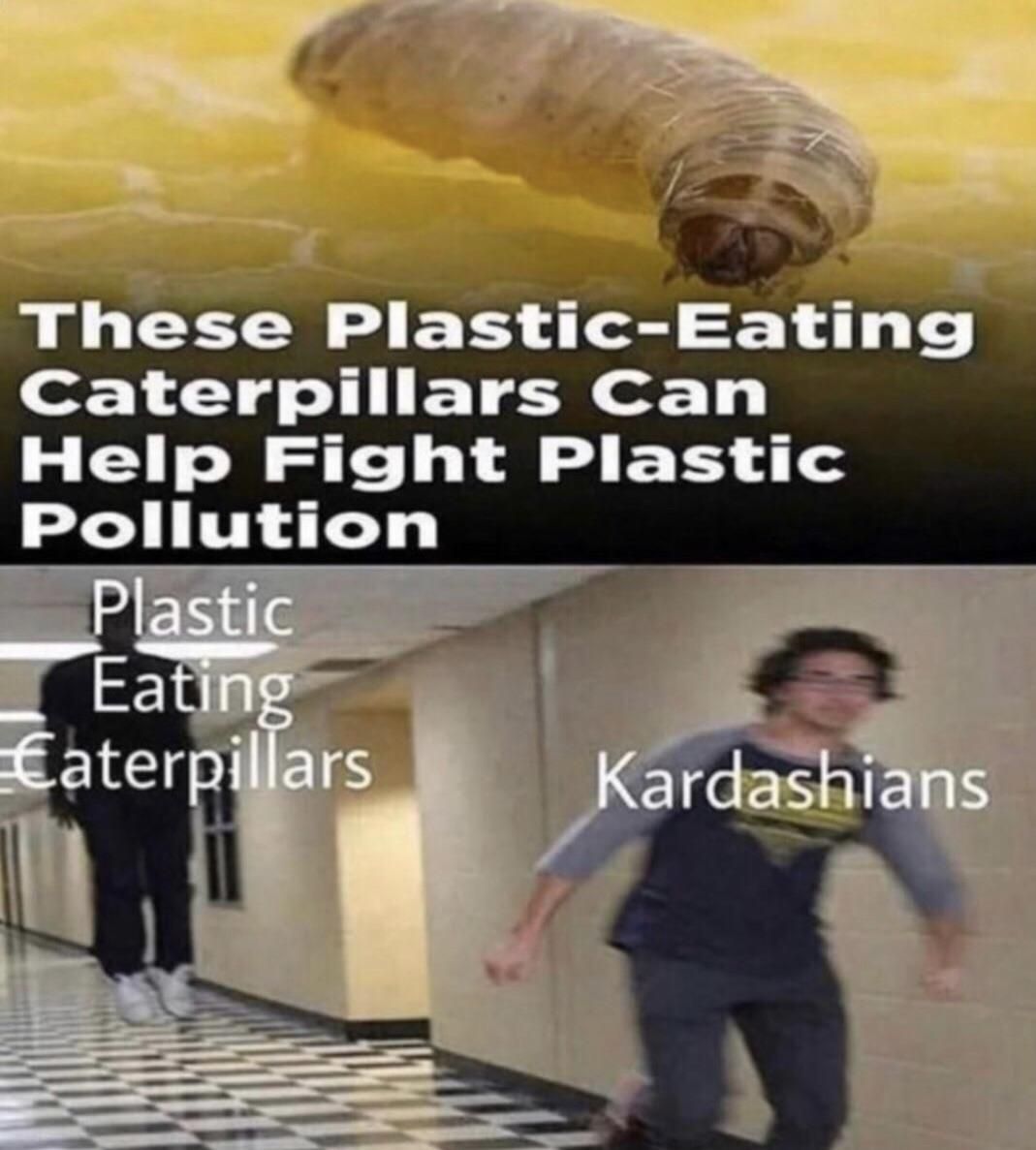 Plastic Eating Caterpillers