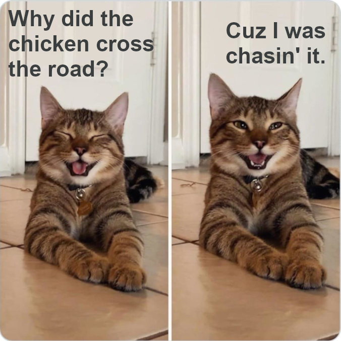 Cat jokes.