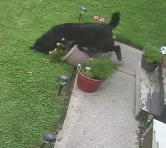 My derp of a dog caught on camera going to bark at the neighbour's dog but couldn't clear the flower pot