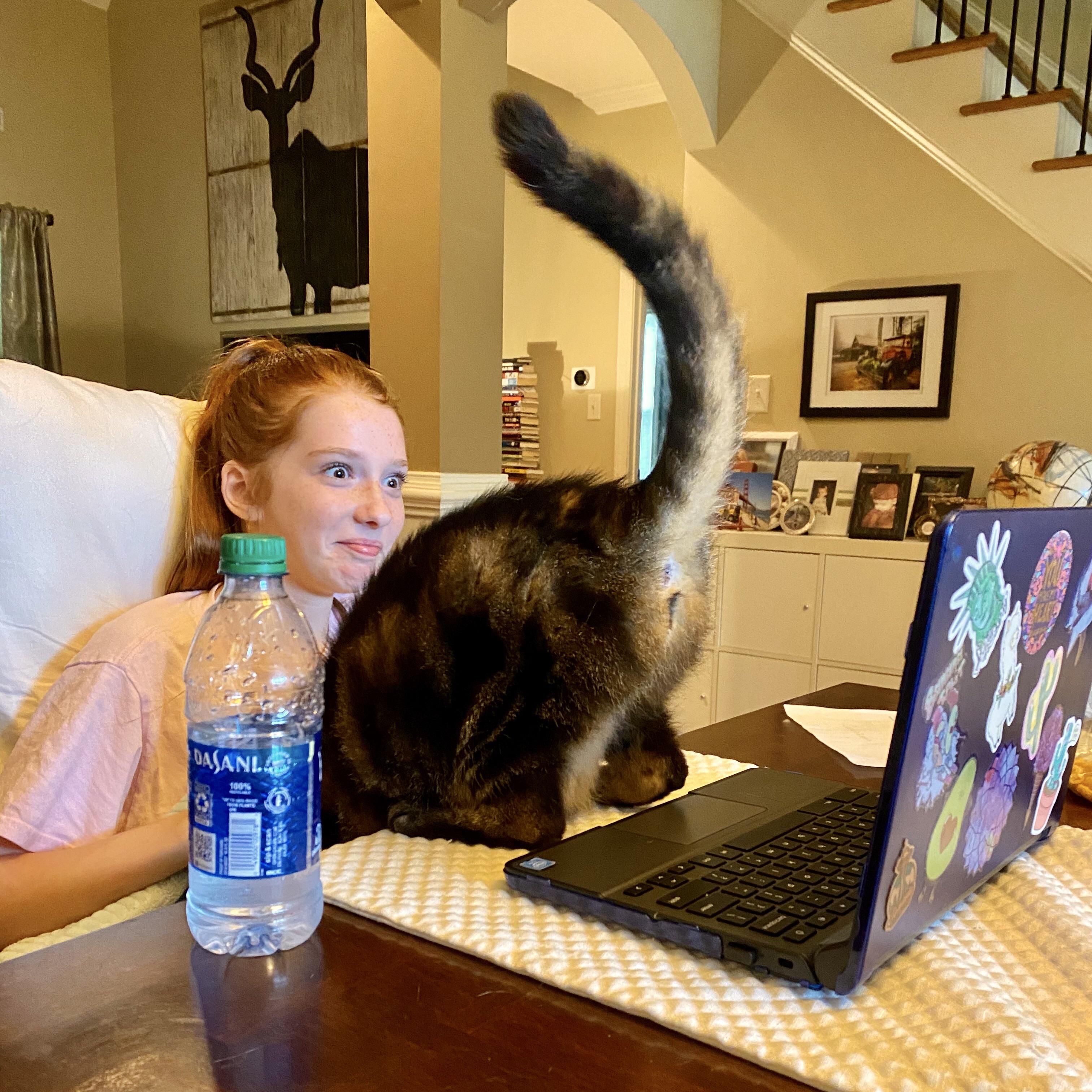 The cat loves to show her @ during the daughter’s virtual clASSes.