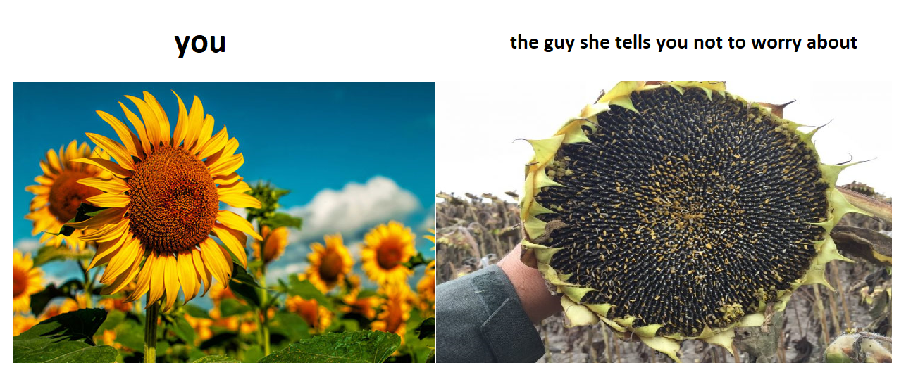 sunflower