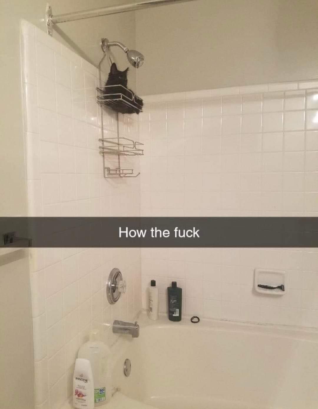 Whu?