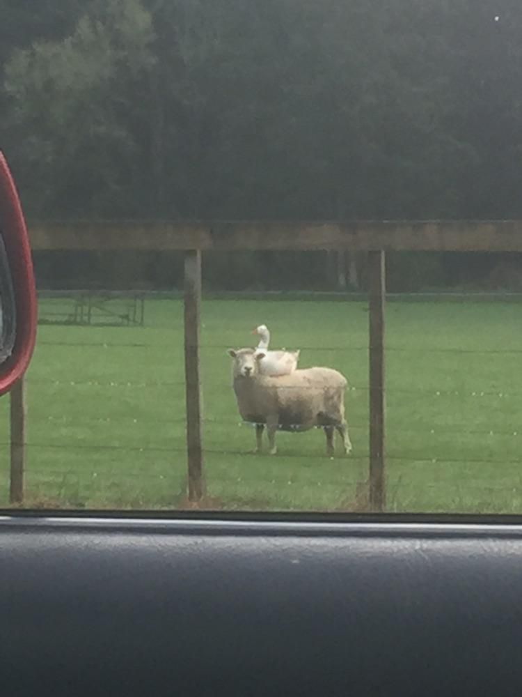 Pulled over today to take a photo of an unlikely pair.