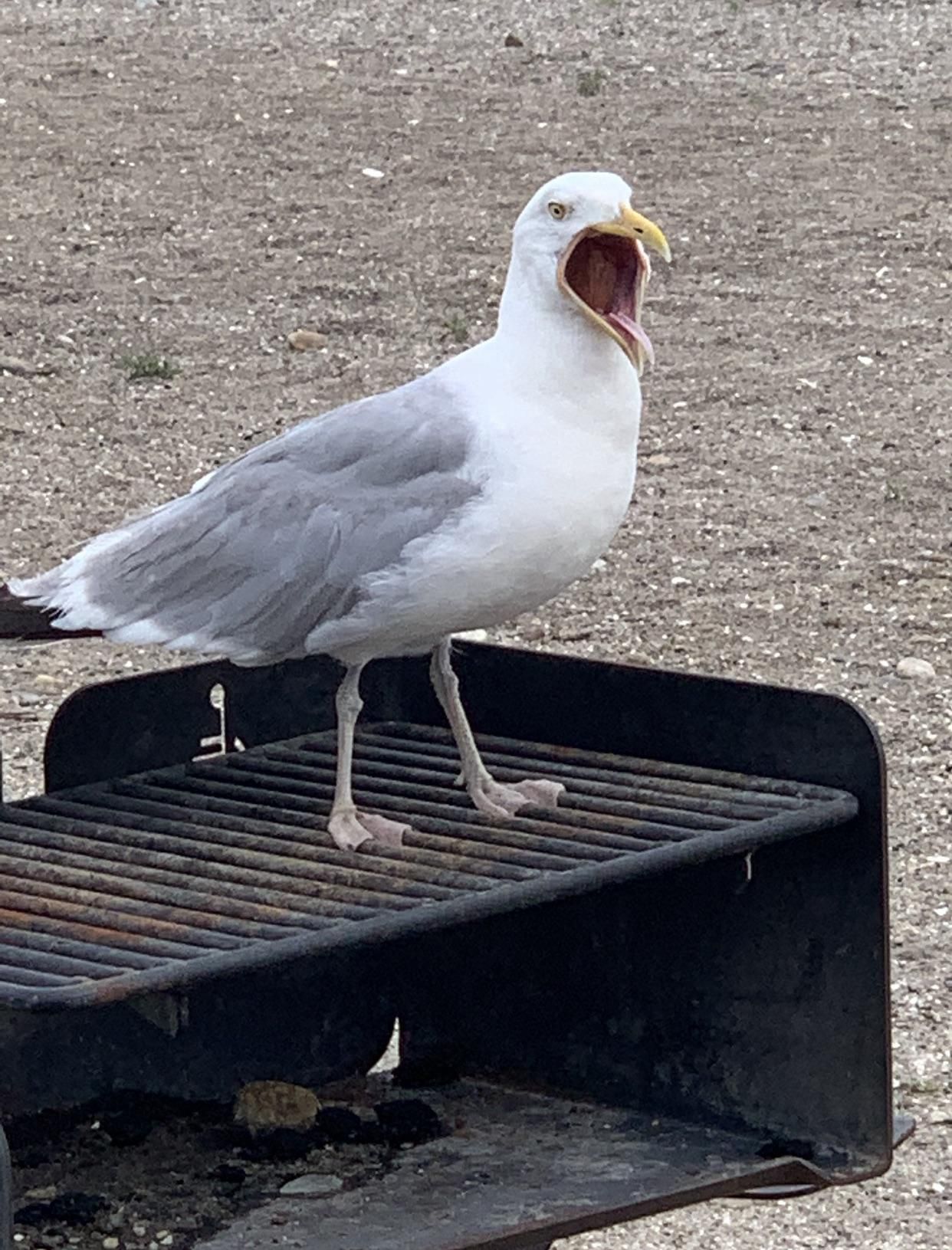 My mom took a picture of a seagull yelling and I thought it was funny