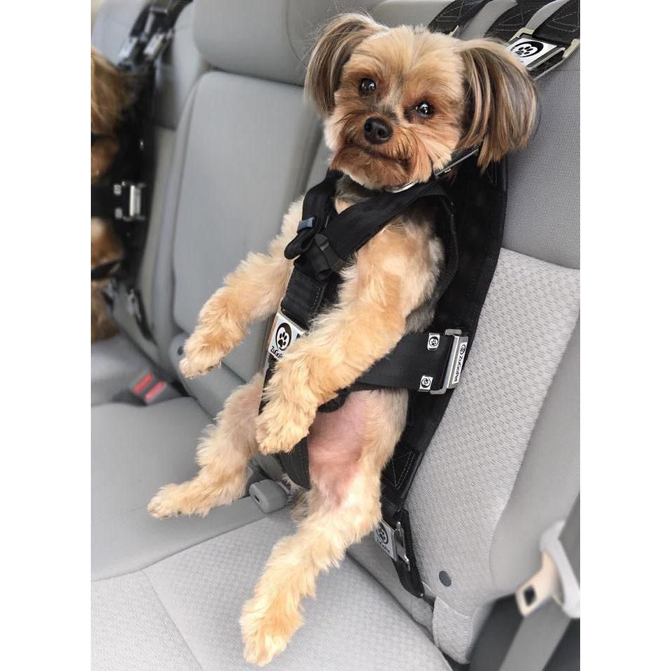 Googled Dog Seatbelts... Wasn't disappointed.