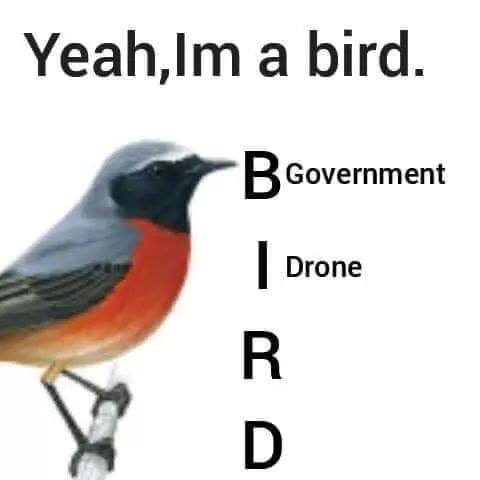 I SAW DED BIRD OUTSIDE HOUSE BREH THE FBI PLANT IT THERE I KNOW THIS TO BE TRUE