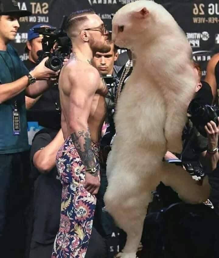 more CAT MEMES BREH i like cats breh