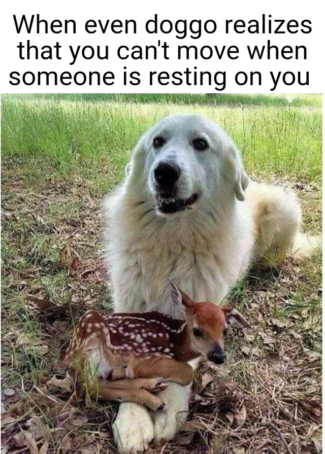 Wholesome 1