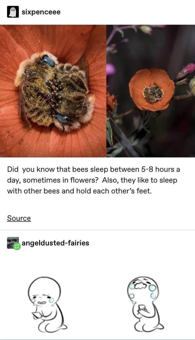 Wholesome bee girls