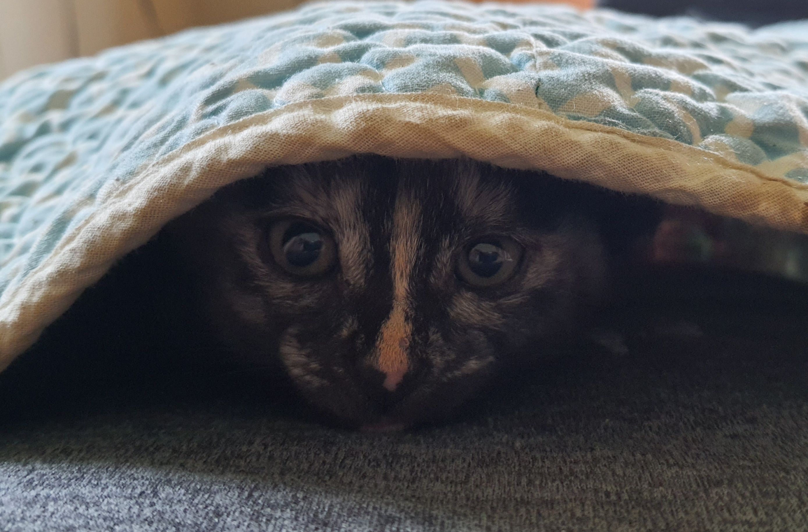 The newest member of the clogged holes family. Her name's Mocha
