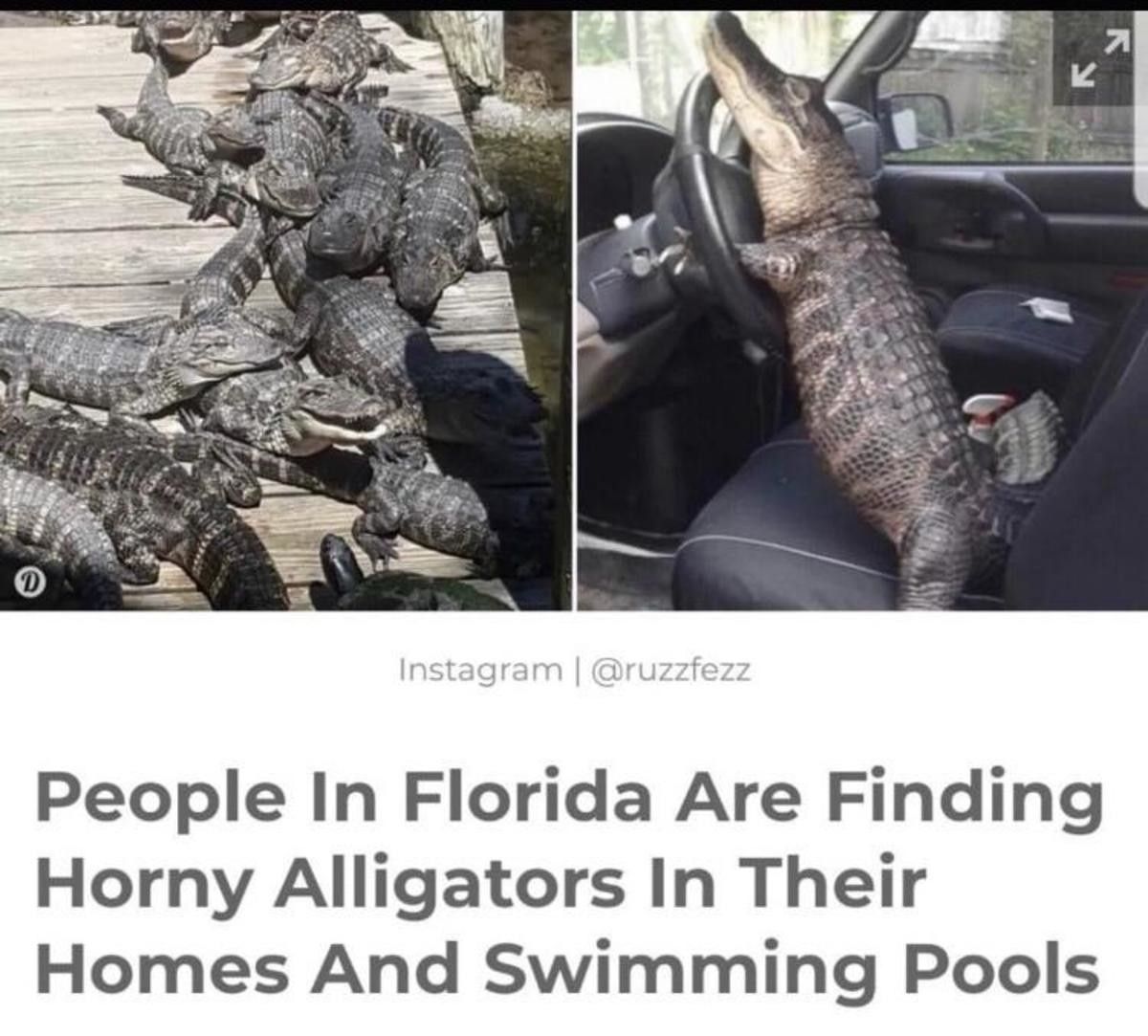 Ok, so who has rape gators on their 2020 bingo cards?