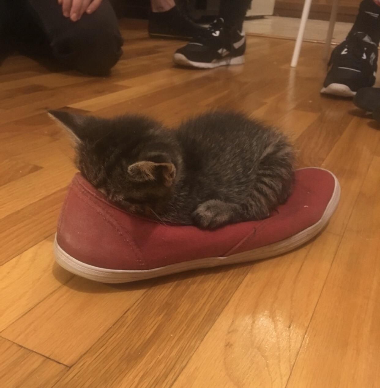 this kitten fell asleep face first in a shoe