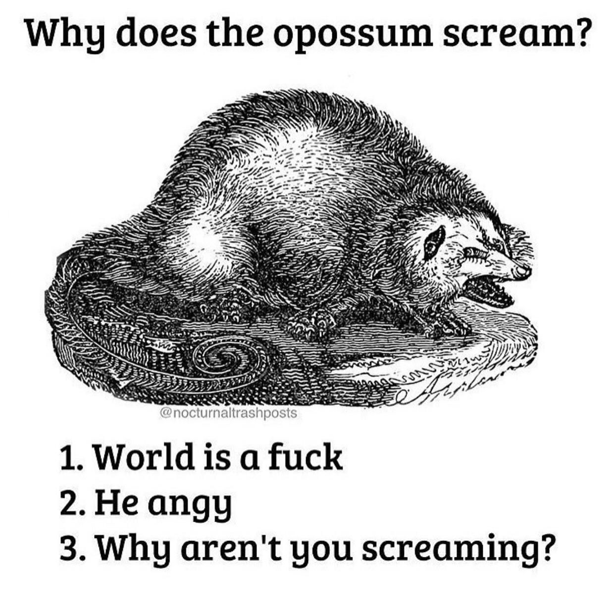 The opossum has a right to scream