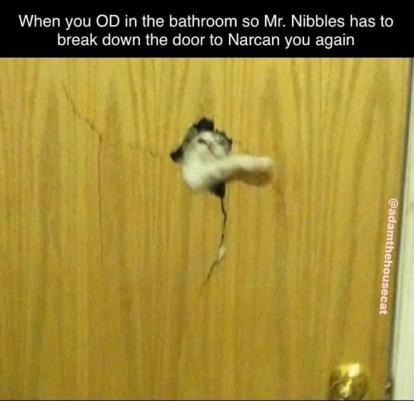 thanks mr nibblez cat breh!!!!!