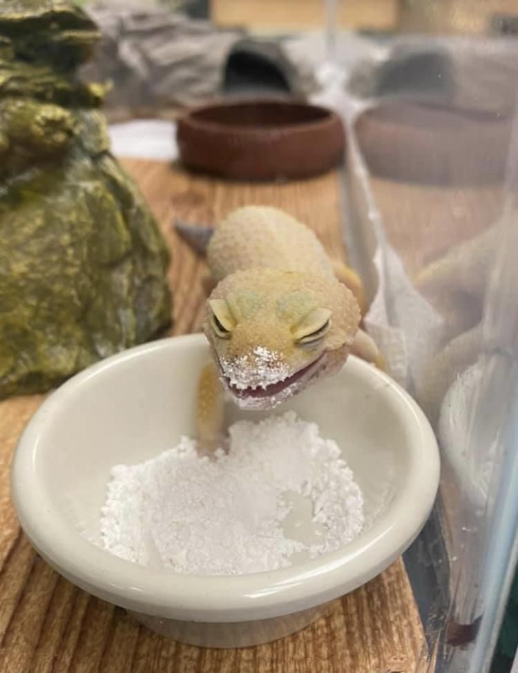 This gecko is taking a calcium supplement-not about to go on a cocaine-fueled bender