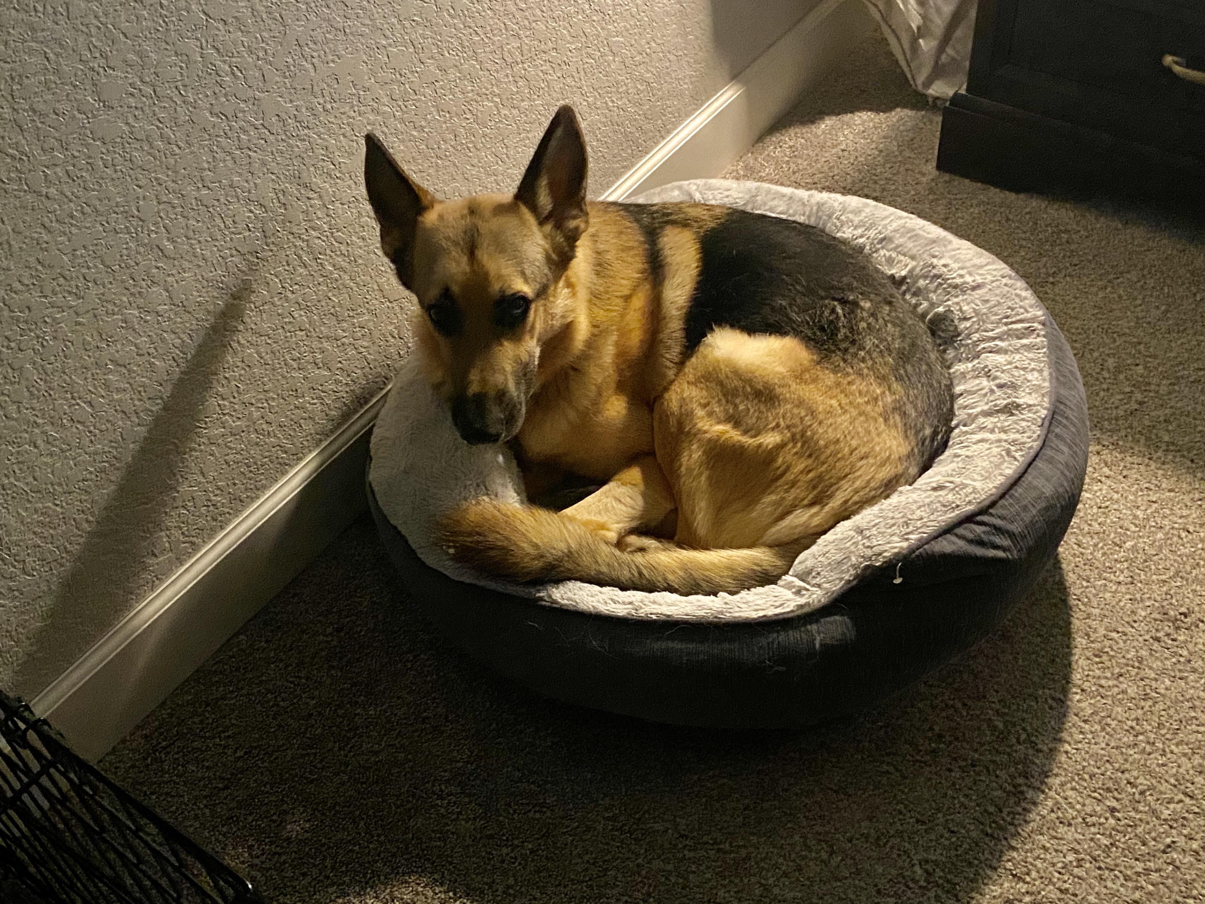 Bought a new bed for my medium size dog. This is not my medium sized dog.