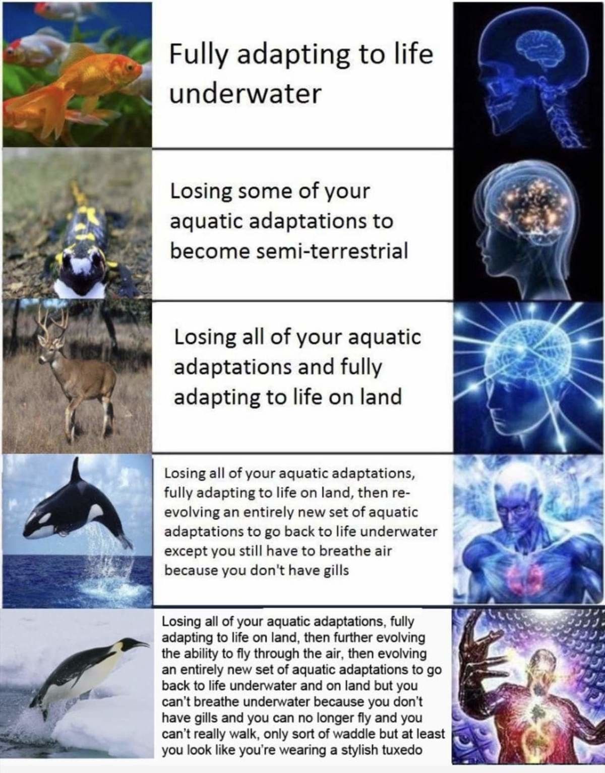 Truly the penguin is the wisest of all animals