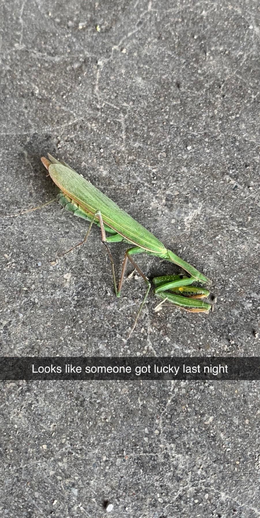 Even these ugly ass bugs are getting more action than me