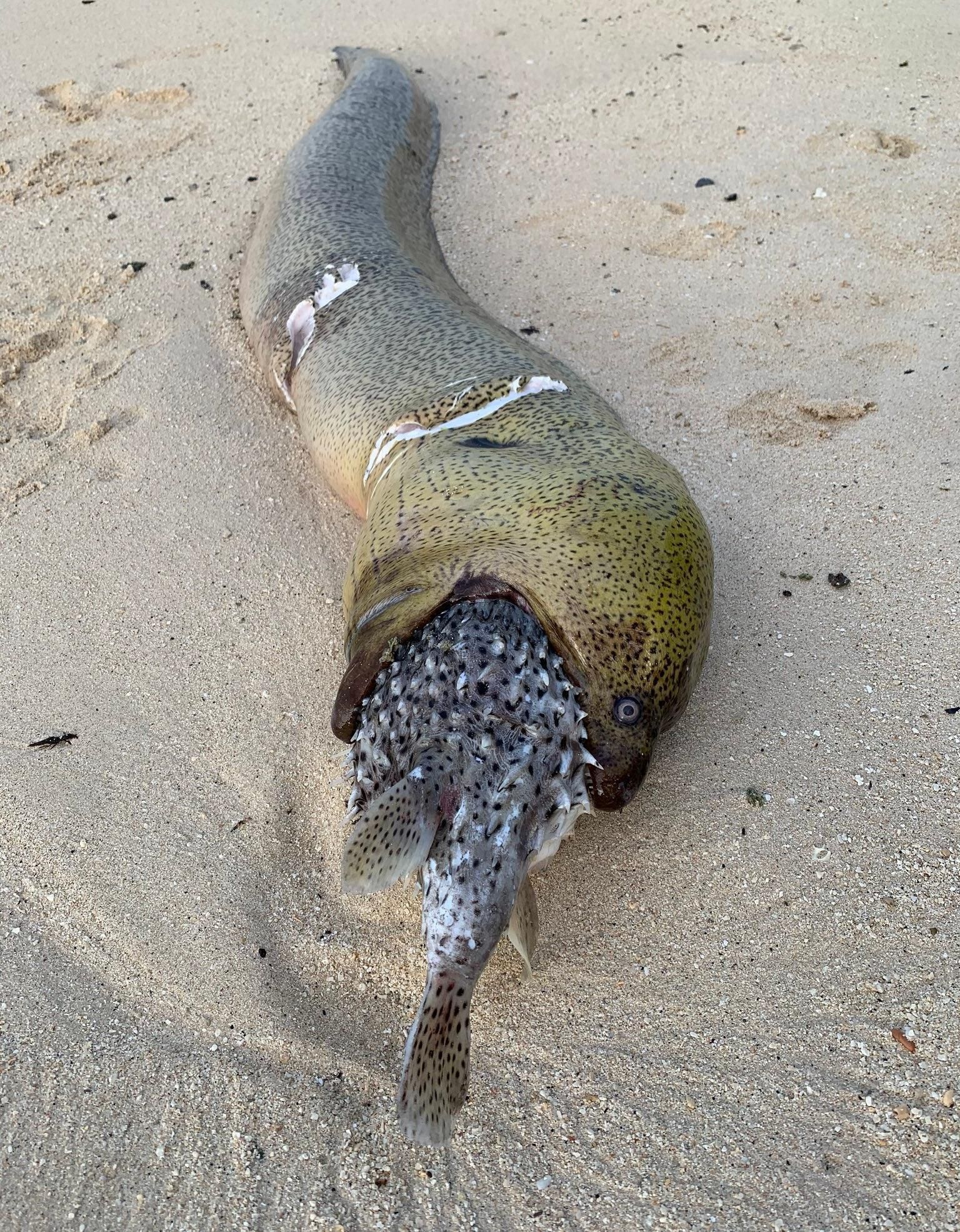 What's that long looking Eel that has choked on its meal? That's a Moray.