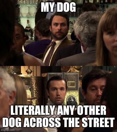 Dog ownership in a nutshell