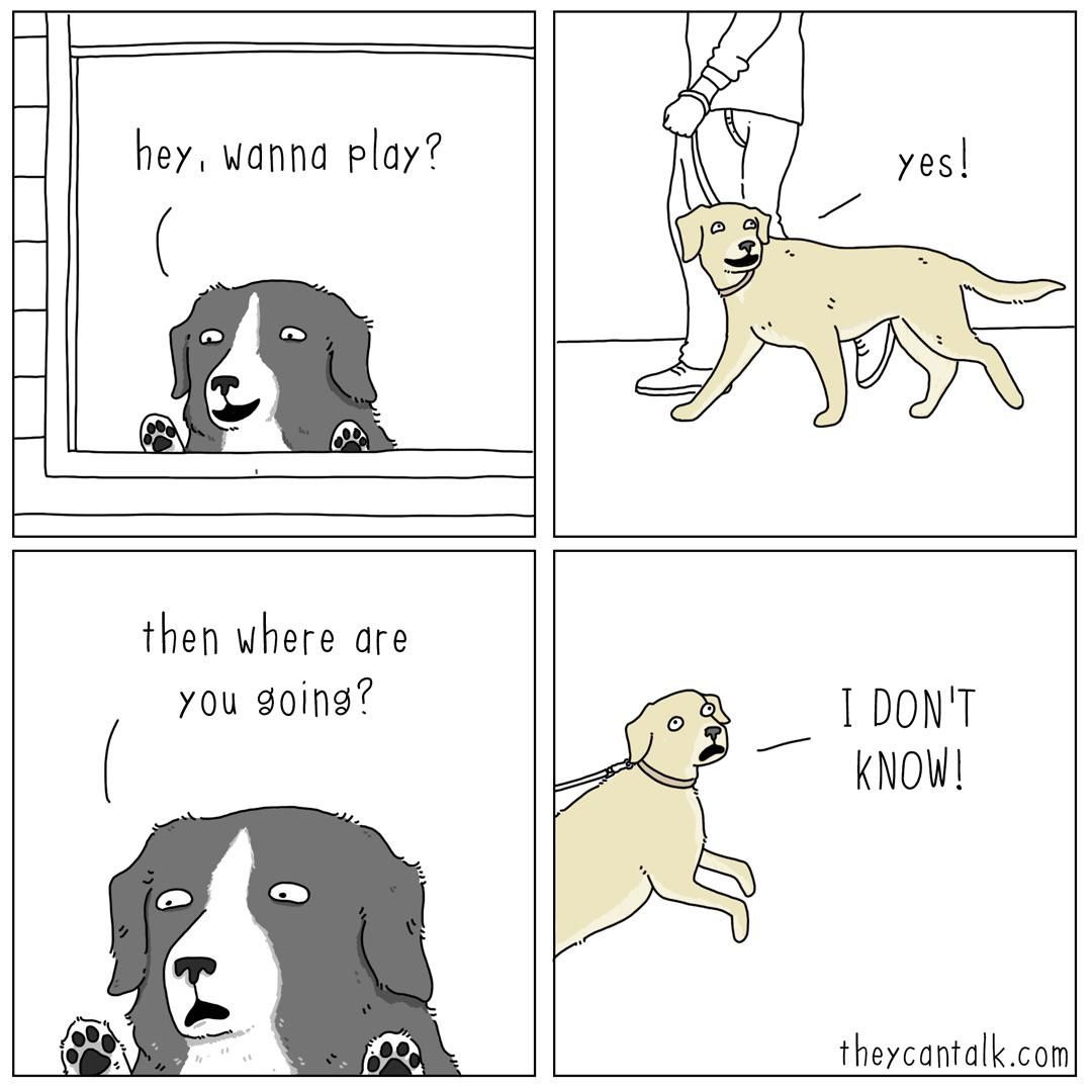 dog encounters