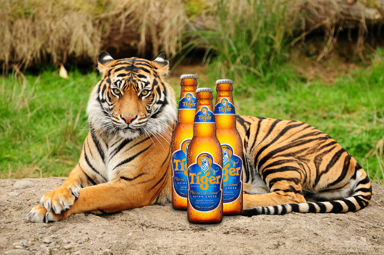 Tiger drinking Tiger. Is he a cannibal, or just an alcoholic?