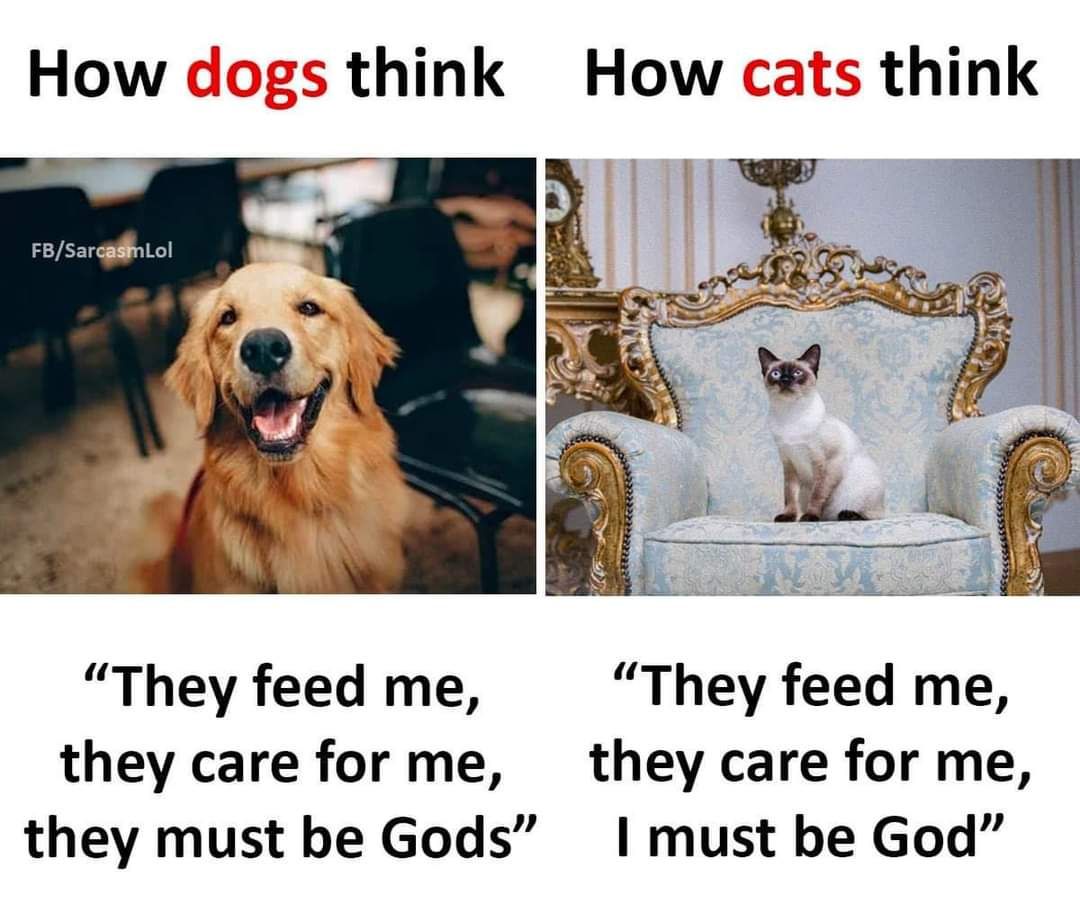 Dogs and cats