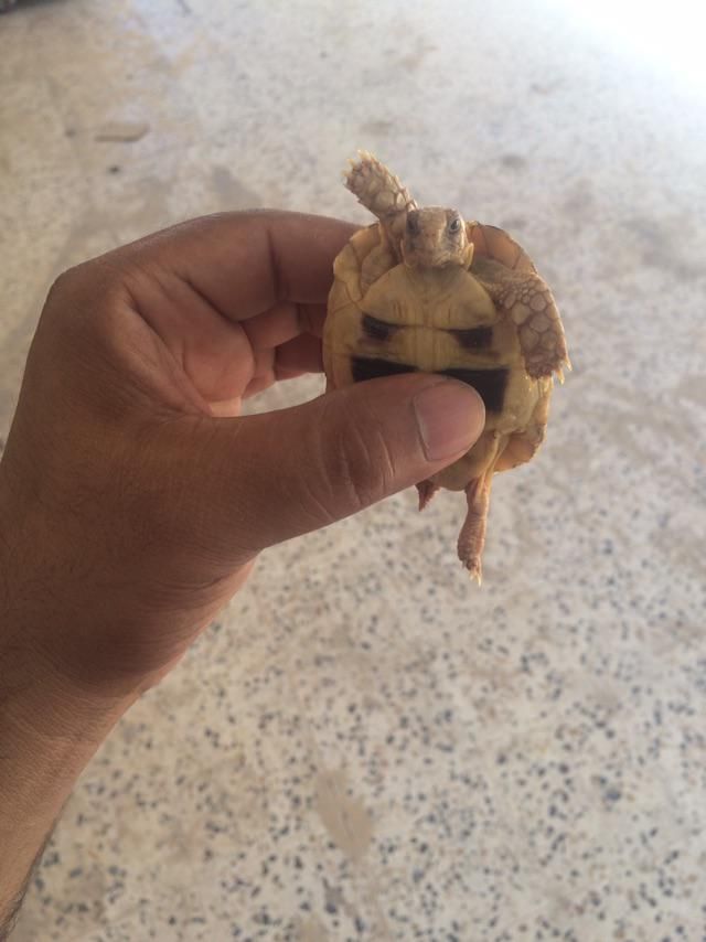 My turtle says hello