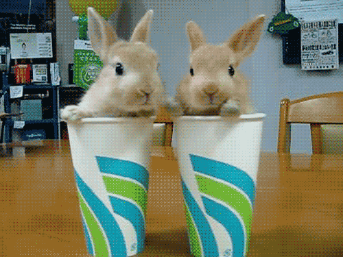 Just 2 Bunnies
