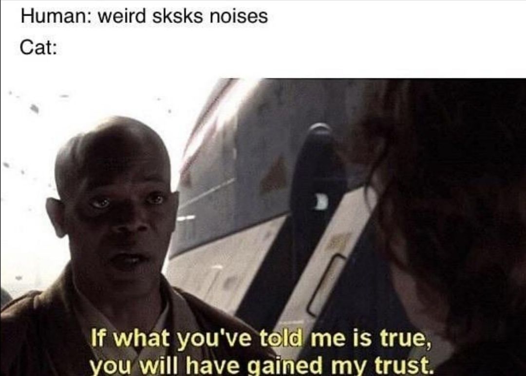Cats are ***s