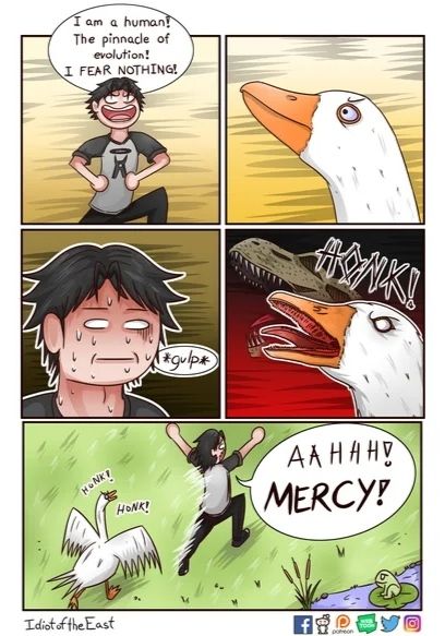 Honk