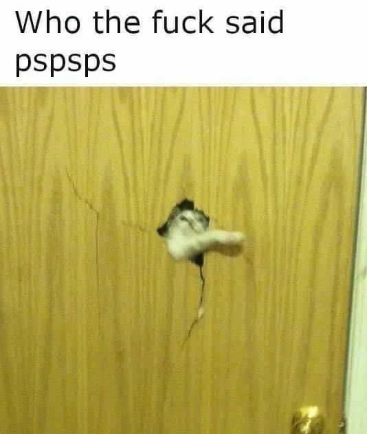 You got any catnip in there