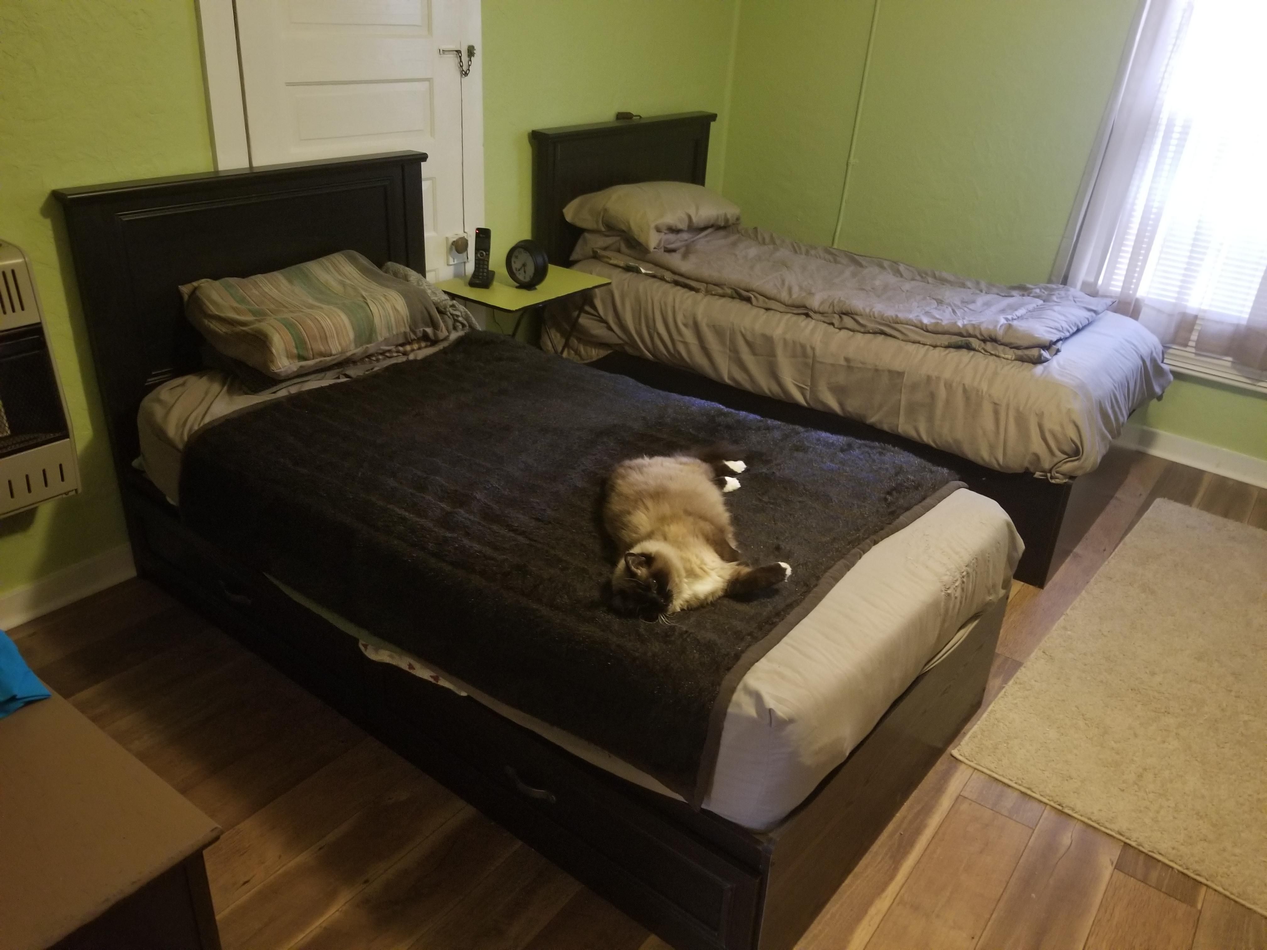 My grandmother bought a whole extra bed just for her cat.