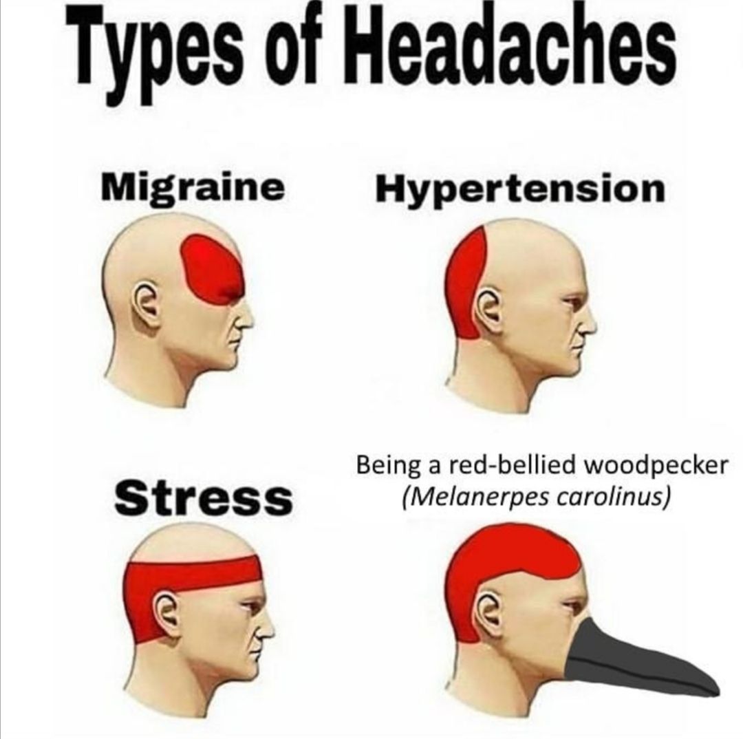 *laughs in Woody Woodpecker*