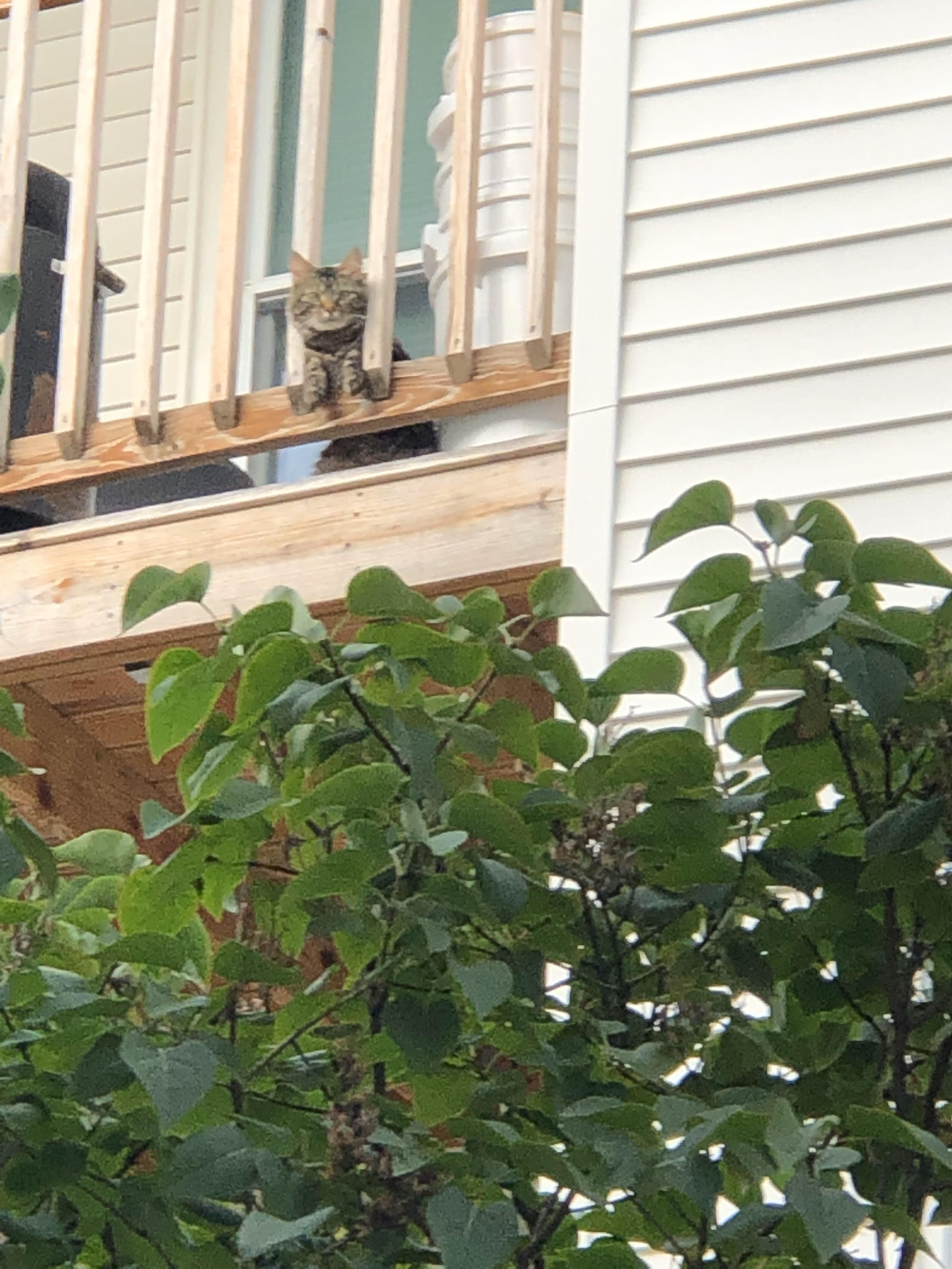 Every time I go out to smoke on my balcony, this cat always stares at me like he is worried about my life choices.