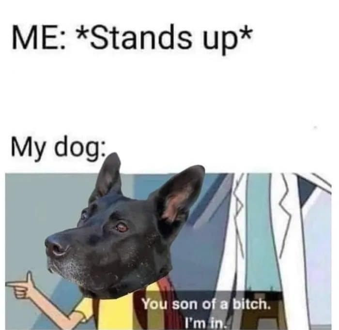 A good boy would follow you into hell