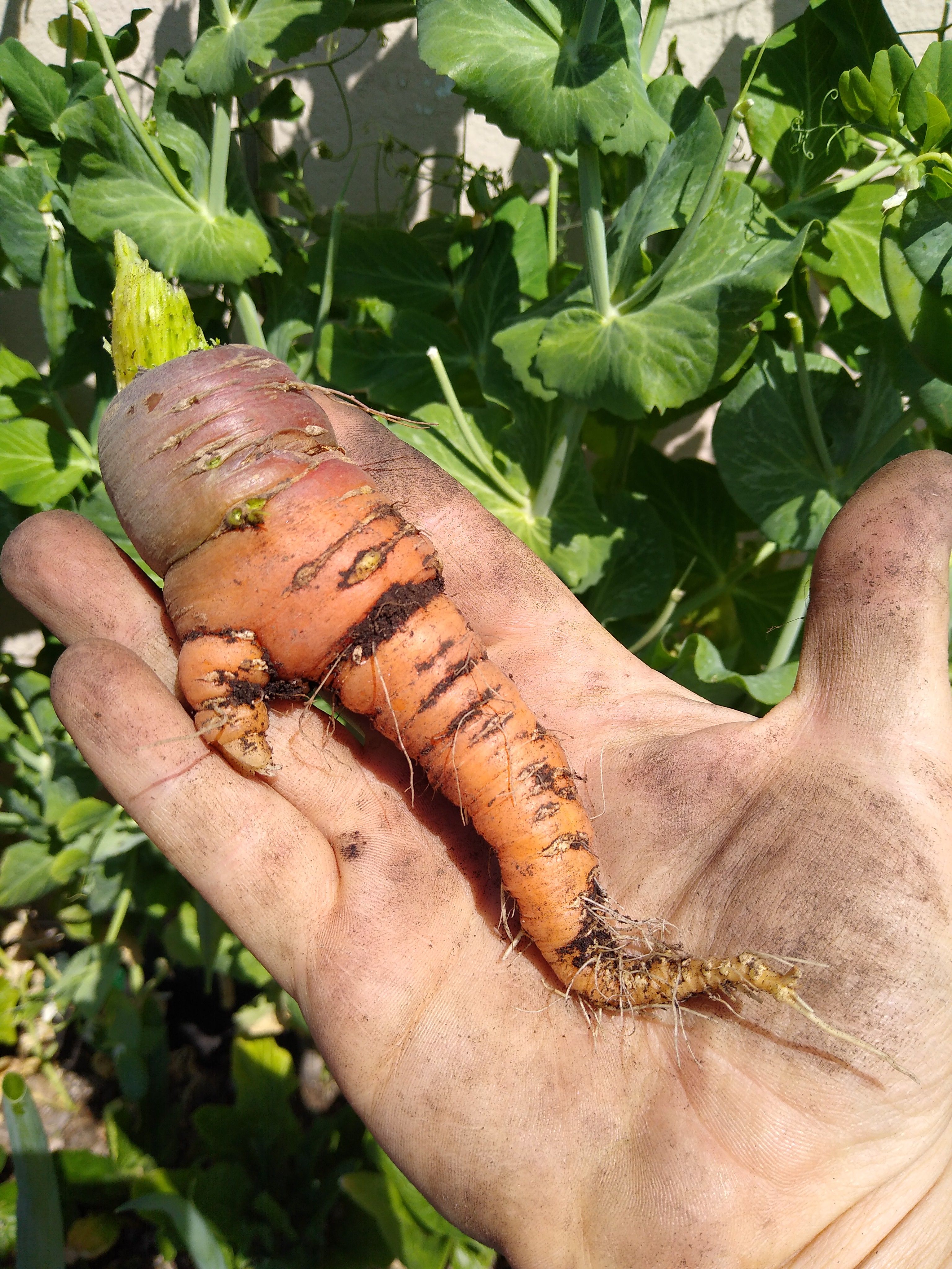 Gardenposting everything is a dildo if you are brave enougth.