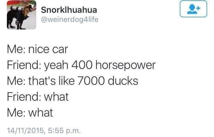 Expert