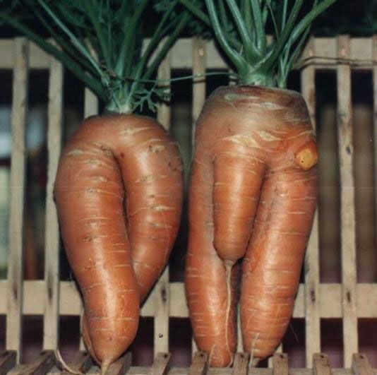 Small leaf, big carrot