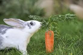 4k bugs bunny