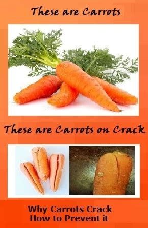 carrot posting brehs brehs brehs