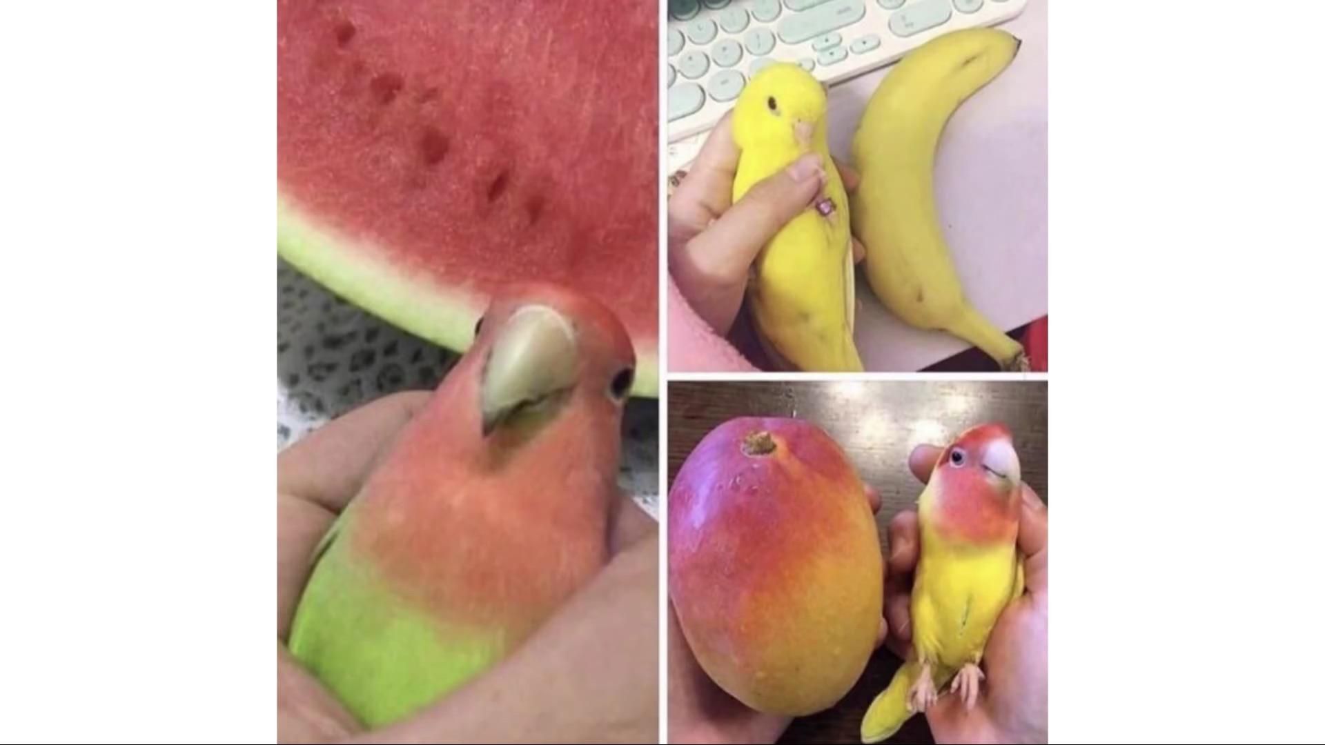 bird fruits